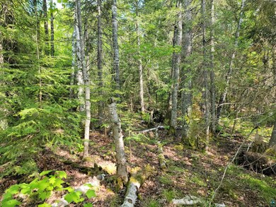 View of woods