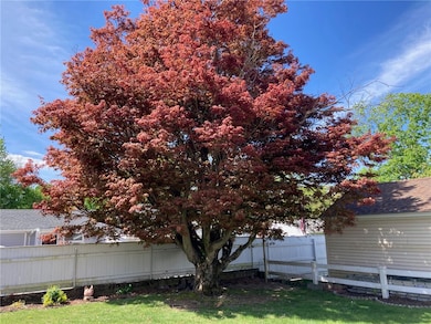 rear yard tree