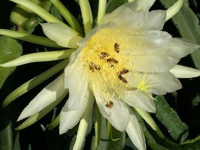 92-9095 Lehua Ln, Ocean View, HI 96704 - photo 5