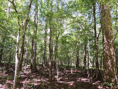 24.5+/- Ac Awebreys Gin Rd, Franklin, GA 30217 - photo 4