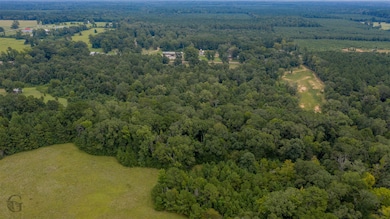 Aerial view of a forest