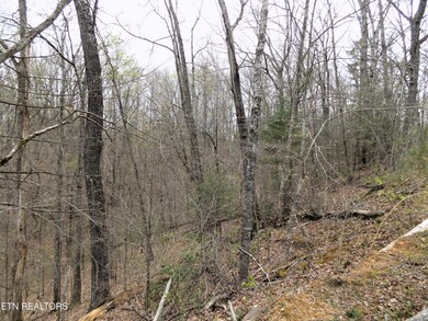 Wooded Acreage