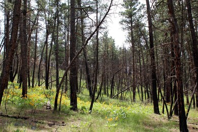 15 Bobcat Ln unit 15, Roundup, MT 59072 - photo 5