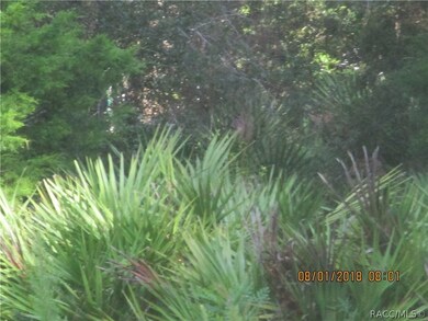Beautiful natural Florida foliage on property