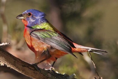 painted bunting