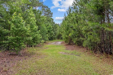 View of street with a forest view