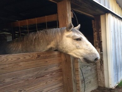 21507 State Road 37, Harlan, IN 46743 - photo 4