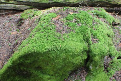 Mossy Rocks
