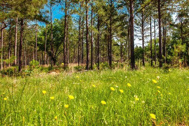 LOT B Bill Dorn Rd, Appling, GA 30802 - photo 3