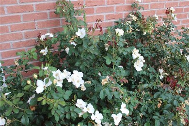 One of the beautiful rose bushes that make this ho
