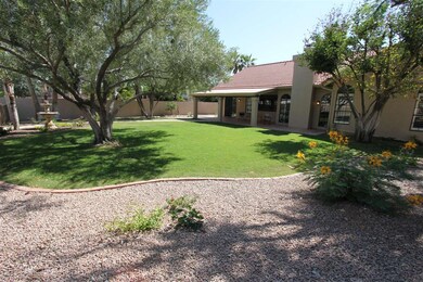 Back Yard 3