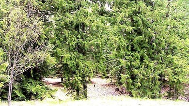 Big Cedar Trees on the property