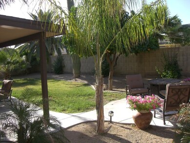 backyard 2