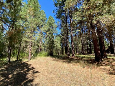 Woods2