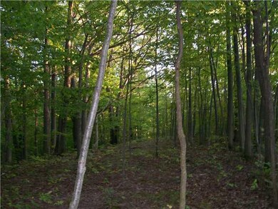 Land. A view inside the wooded area.