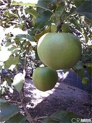 Bountiful green apple tree in back yard.