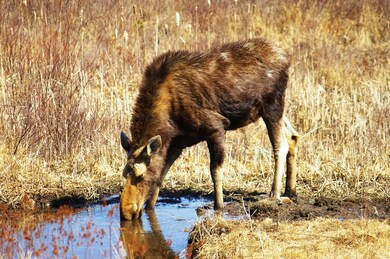 0 Whitefield Rd unit 4893822, Bethlehem, NH 03574 - photo 6