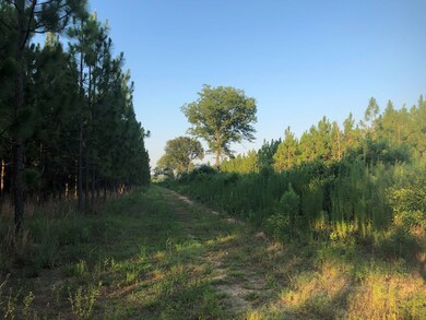 Tree lined drive