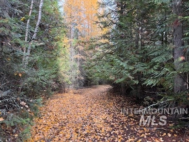 View of tree filled area