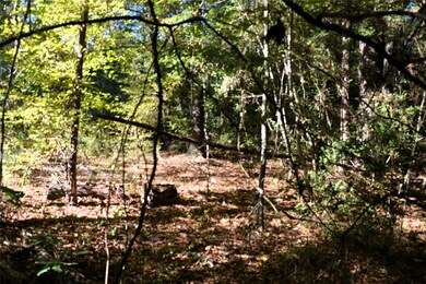 Cleared area surrounded by trees