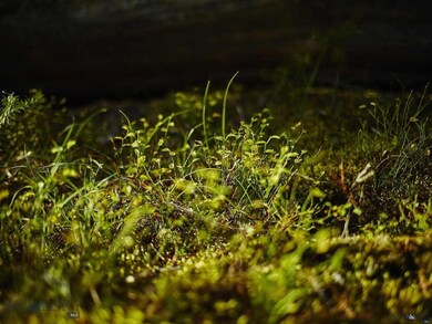 0 Hyalite Dr unit 208213, Big Sky, MT 59716 - photo 7