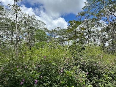 A few more looks at the lot and surrounding area...