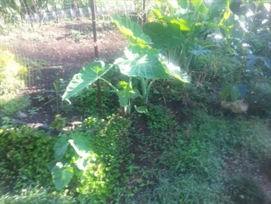 Deep, rich, organic soil that has been composted for 35 years