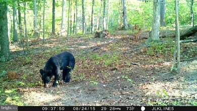 8903 Corner Rd, Hancock, MD 21750 - photo 6