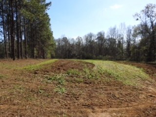 48 Acres Minnow Farm Rd, Quitman, GA 31643 - photo 5