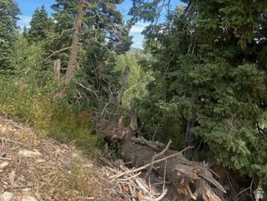 View of tree filled area