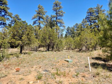 Ponderosa Pines