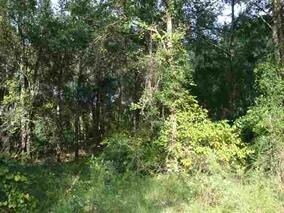 0 Jean Dr unit 283288, Crawfordville, FL 32327 - photo 5