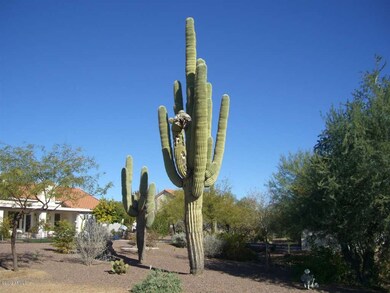 10 Beautiful Saguaros on Site