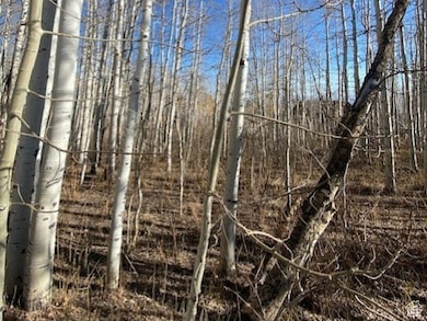 View of local wilderness