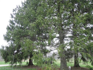 Mature pines on the property.