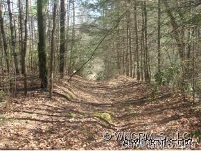 Logging Road