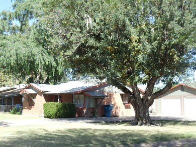 Carob tree