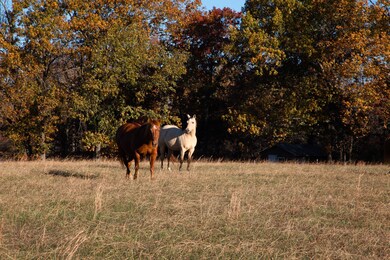 7252 Northwest Hwy, Fairview, TN 37062 - photo 3