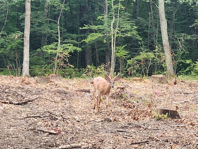 262 Connecticut 81, Killingworth, CT 06419 - photo 5