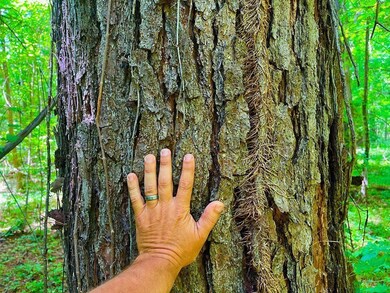 Tbn Bunkley Rd, Meadville, MS 39653 - photo 7