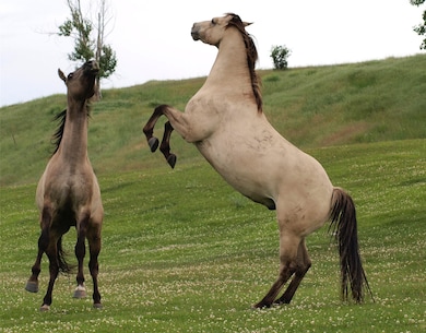 1838 Mills Spring Rd, Eureka, MT 59917 - photo 4