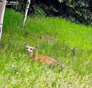 662 Spring Valley Ln, Florissant, CO 80816 - photo 2