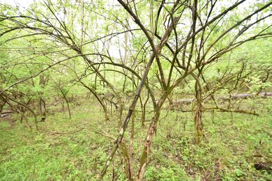 Tract 4 at Dean Rd, Harrodsburg, KY 40330 - photo 5