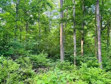 View from trail, up the hill.