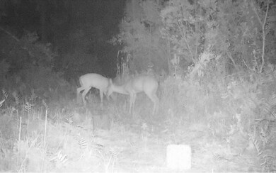 0 SW County Line & Prine unit 122665, Lee, FL 32059 - photo 5