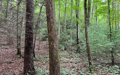 Additional View