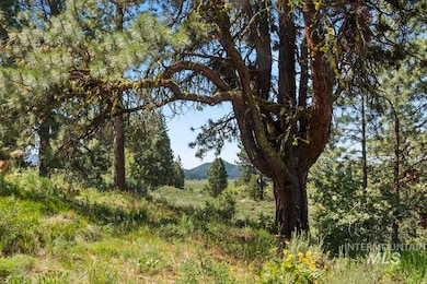 View of local wilderness with a mountain backdrop