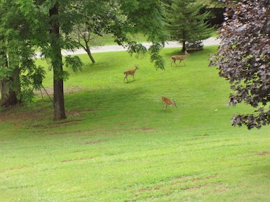 Enjoy watching the deer