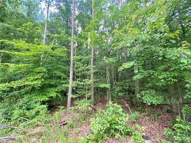 View of tree filled area