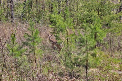 4140 Highway 1643, Somerset, KY 42501 - photo 7